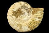 Jurassic Ammonite (Perisphinctes) Fossil - Madagascar #161767-1